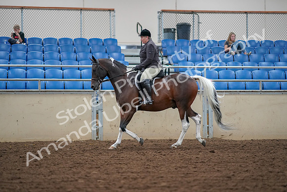 2019 Morgan Horse Show - Aug 30, 2019 - 16040