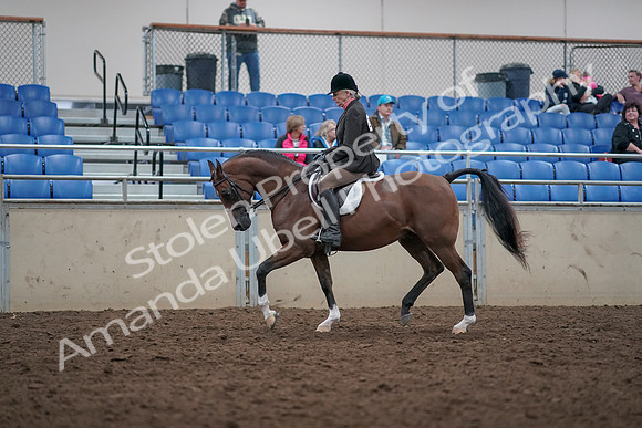 2019 Morgan Horse Show - Aug 31, 2019 - 15890