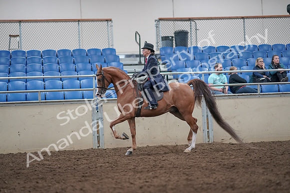 2019 Morgan Horse Show - Aug 31, 2019 - 08664