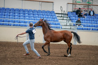 2020 - AB Morgan Horse - Sat, Sept 05 - 00537