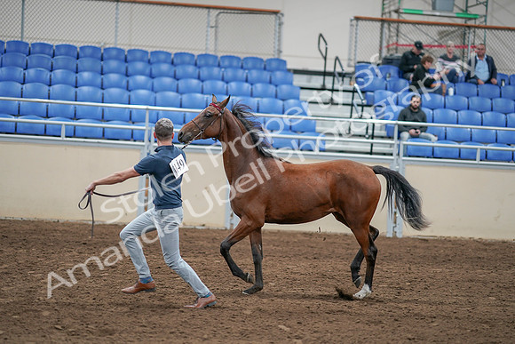 2020 - AB Morgan Horse - Sat, Sept 05 - 00537
