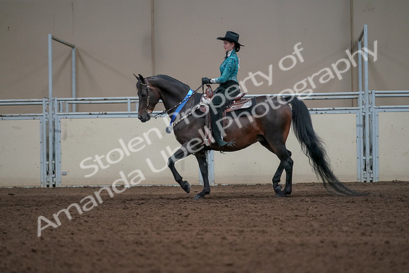 2019 Morgan Horse Show - Sept 01, 2019 - 07329