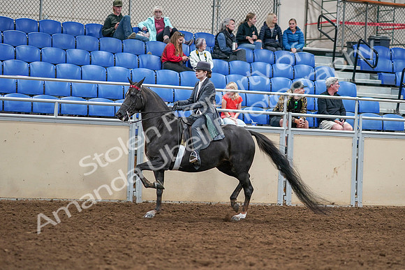 2020 - AB Morgan Horse - Sat, Sept 05 - 13723