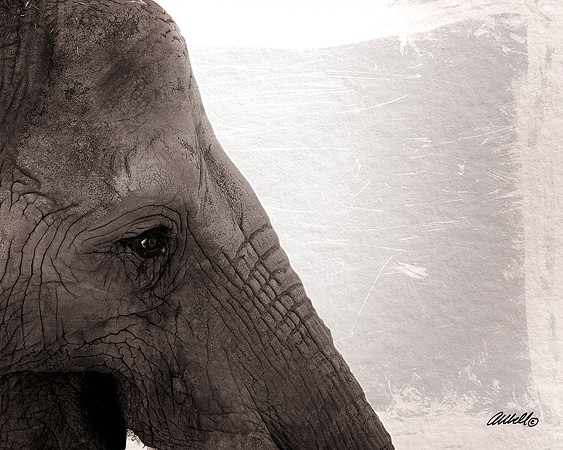 Zoo - 010