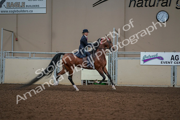 2019 Morgan Horse Show - Aug 30, 2019 - 25219