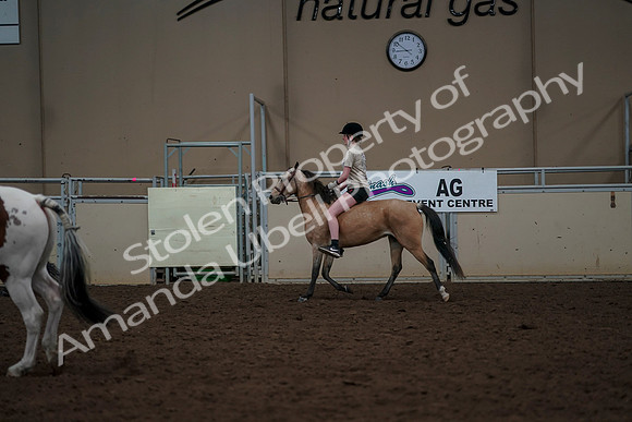 2019 Morgan Horse Show - Aug 30, 2019 - 31172