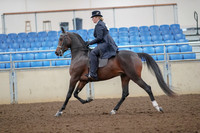 2019 Morgan Horse Show - Aug 30, 2019 - 24311