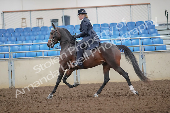 2019 Morgan Horse Show - Aug 30, 2019 - 24311