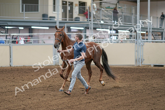 2020 - AB Morgan Horse - Sat, Sept 05 - 00177