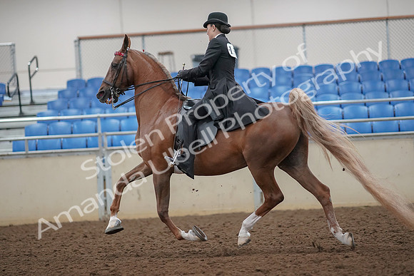 2019 Morgan Horse Show - Aug 30, 2019 - 25101