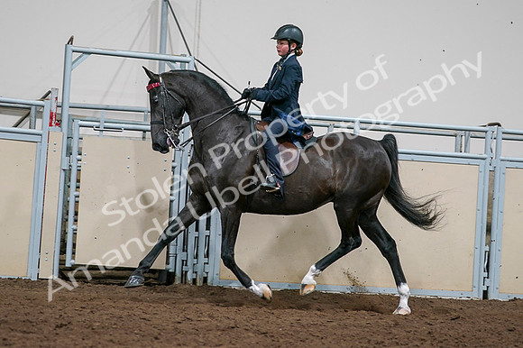 2020 - AB Morgan Horse - Fri, Sept 04 - 03244