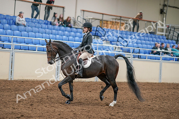 2020 - AB Morgan Horse - Sat, Sept 05 - 14274
