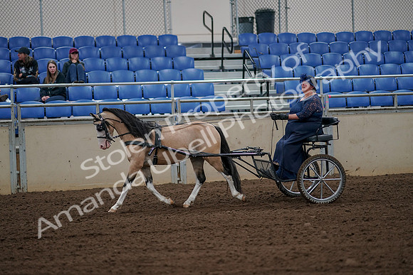 2019 Morgan Horse Show - Aug 30, 2019 - 13127