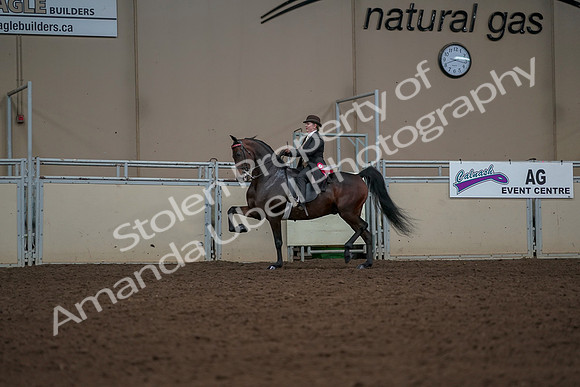2019 Morgan Horse Show - Aug 30, 2019 - 28310