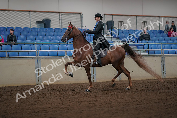 2019 Morgan Horse Show - Aug 30, 2019 - 25121