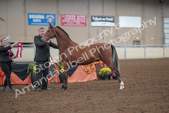 2019 Morgan Horse Show - Aug 30, 2019 - 25665