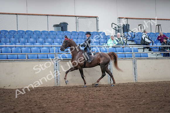 2019 Morgan Horse Show - Aug 30, 2019 - 17811