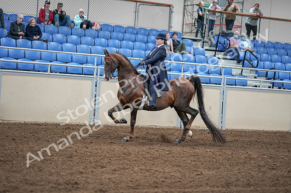 2020 - AB Morgan Horse - Fri, Sept 04 - 07898