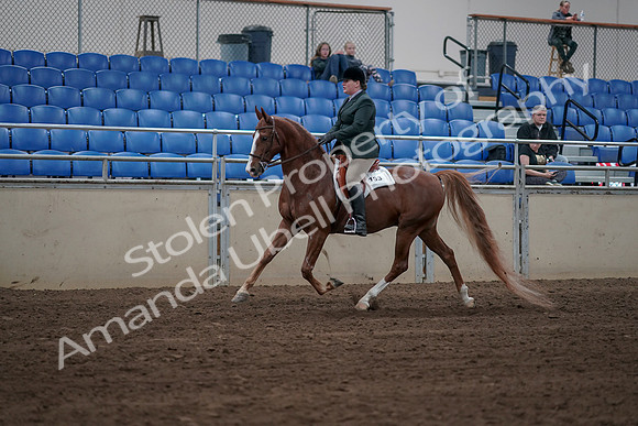 2019 Morgan Horse Show - Sept 01, 2019 - 12260