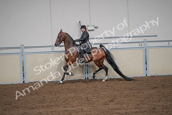 2020 - AB Morgan Horse - Fri, Sept 04 - 09654