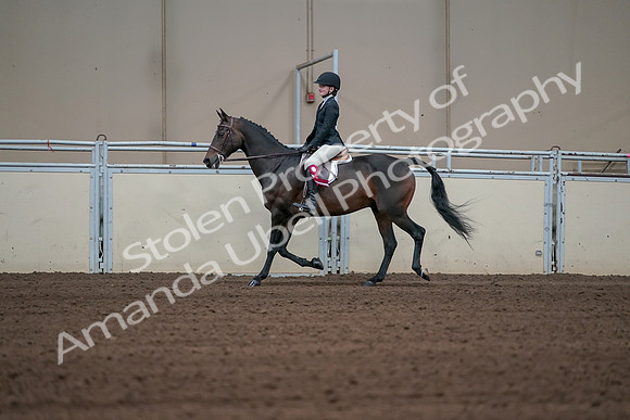 2019 Morgan Horse Show - Sept 01, 2019 - 03979