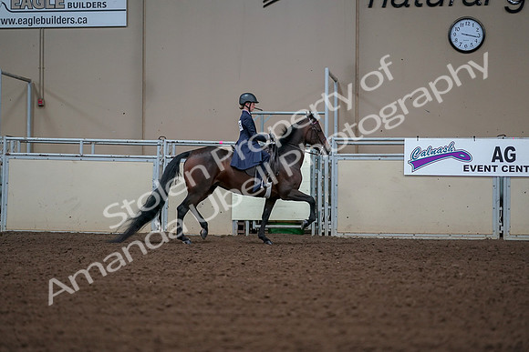 2019 Morgan Horse Show - Aug 30, 2019 - 18100