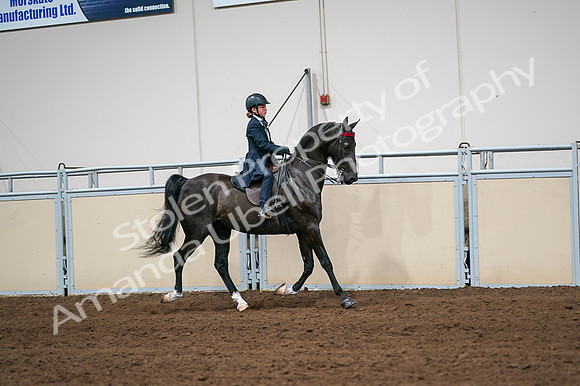 2020 - AB Morgan Horse - Fri, Sept 04 - 03075