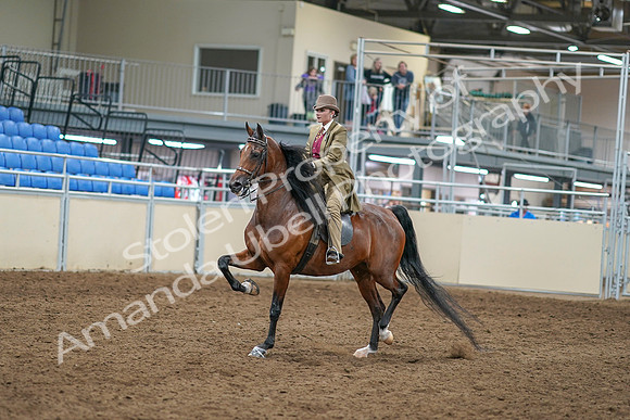 2020 - AB Morgan Horse - Sat, Sept 05 - 05286