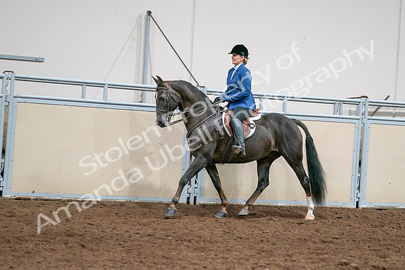 2020 - AB Morgan Horse - Sat, Sept 05 - 04997