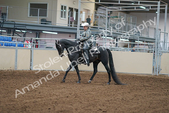 2020 - AB Morgan Horse - Fri, Sept 04 - 03500