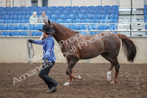 2019 Morgan Horse Show - Aug 31, 2019 - 02923