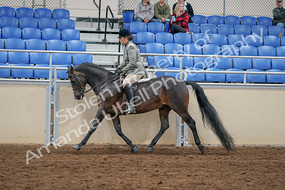 2020 - AB Morgan Horse - Sat, Sept 05 - 14495