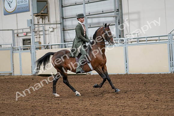 2020 - AB Morgan Horse - Fri, Sept 04 - 03349