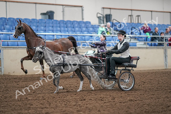 2019 Morgan Horse Show - Aug 30, 2019 - 13275