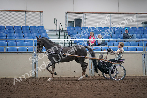 2019 Morgan Horse Show - Aug 31, 2019 - 10267