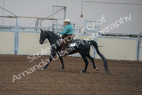 2020 - AB Morgan Horse - Fri, Sept 04 - 00469