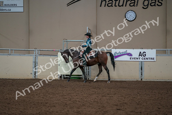 2019 Morgan Horse Show - Aug 30, 2019 - 26033
