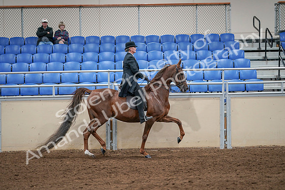 2020 - AB Morgan Horse - Fri, Sept 04 - 08046