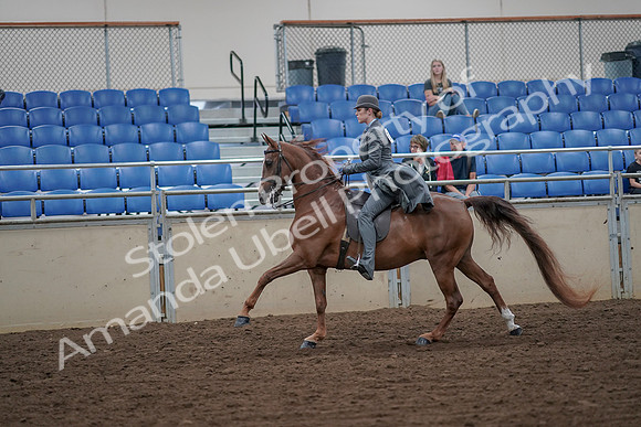 2019 Morgan Horse Show - Aug 30, 2019 - 15570