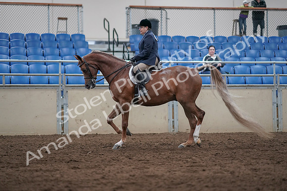 2019 Morgan Horse Show - Sept 01, 2019 - 08536