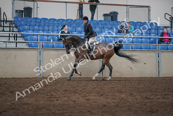 2019 Morgan Horse Show - Sept 01, 2019 - 08721