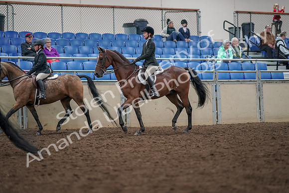 2019 Morgan Horse Show - Aug 30, 2019 - 20451