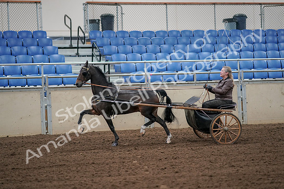 2019 Morgan Horse Show - Aug 30, 2019 - 13104