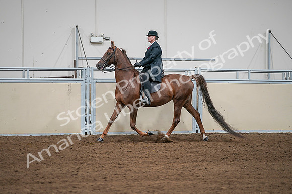 2020 - AB Morgan Horse - Fri, Sept 04 - 07978