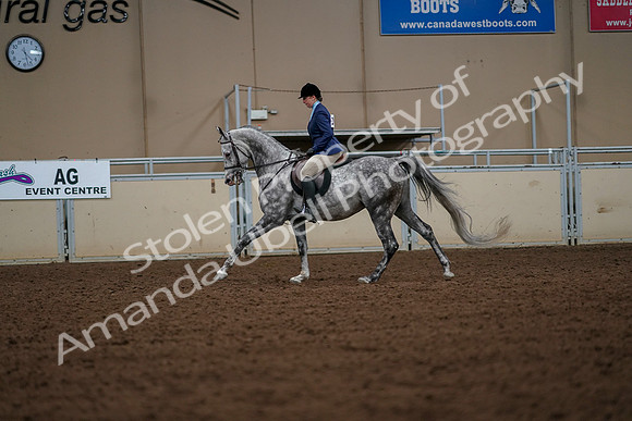 2019 Morgan Horse Show - Aug 30, 2019 - 22428
