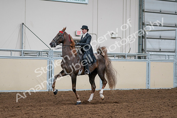 2020 - AB Morgan Horse - Sat, Sept 05 - 13107