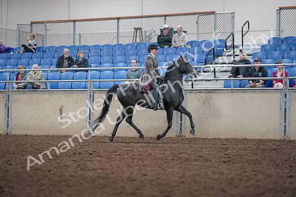 2019 Morgan Horse Show - Aug 31, 2019 - 09551