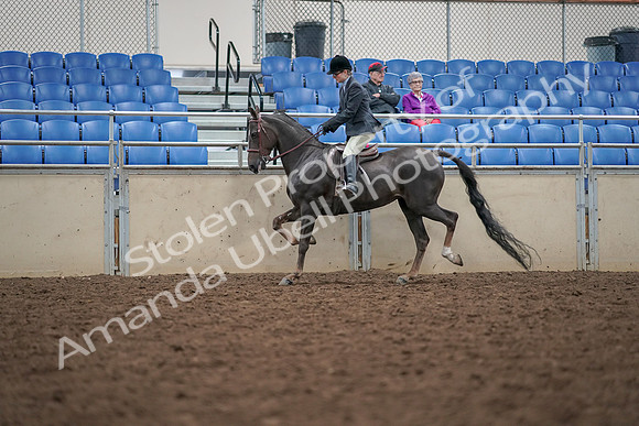 2019 Morgan Horse Show - Aug 30, 2019 - 20423