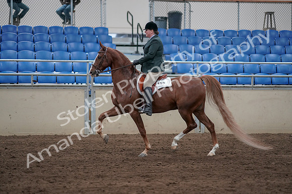 2019 Morgan Horse Show - Sept 01, 2019 - 12194