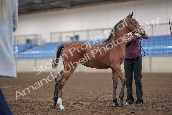 2019 Morgan Horse Show - Aug 31, 2019 - 00438